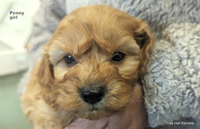 Image 1 of Golden F1 Cockapoo puppies, ready soon.