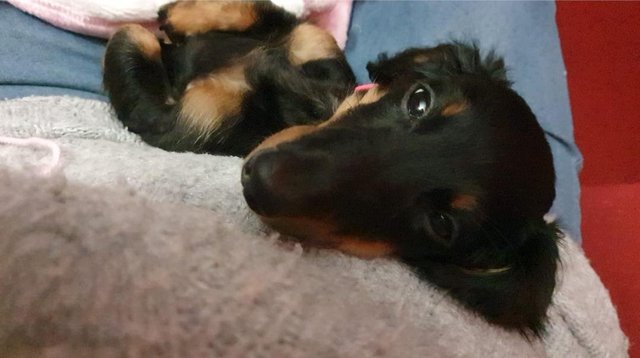 KC registered Miniature dachshund puppy for sale in Telford, Shropshire - Image 2