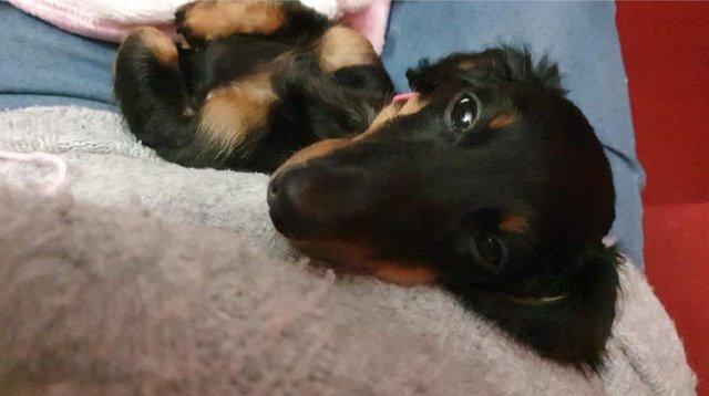 Dachshund puppies for sale in Telford, Shropshire – 2 years old - Image 2 of 5
