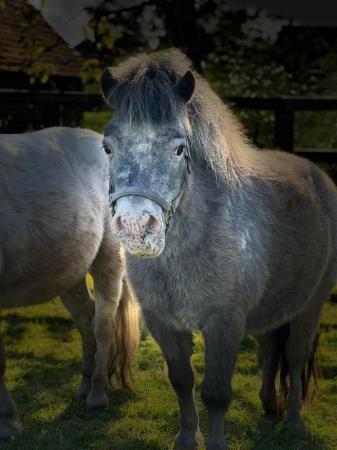 Image 1 of Pretty Mini British Spotted Gelding Age 9 Family Pet