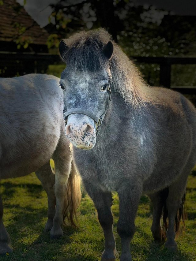 Preview of the first image of Pretty Mini British Spotted Gelding Age 9 Family Pet.