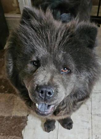 Image 5 of Blue Chow chow bitch needing a new home