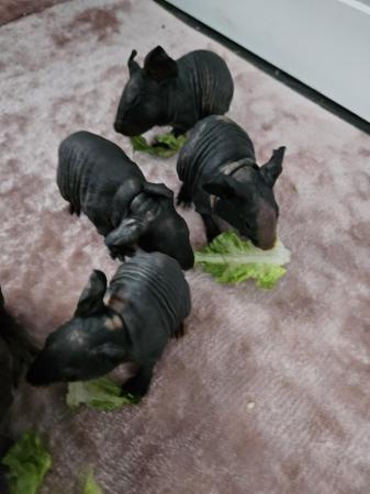 Image 3 of 4 skinny pigs for sale £85 each ready to leave 29th May