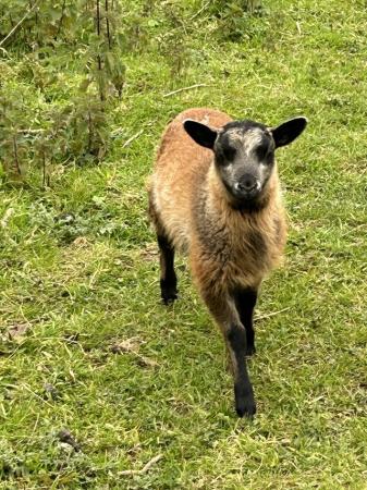 Image 1 of 2 registered pedigree shetland ewes