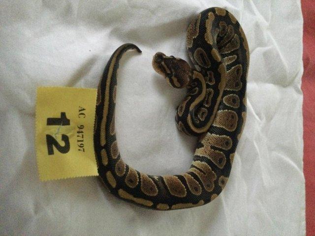 Preview of the first image of Cinnamon mojave pos fire 100% het ghost baby ball python.
