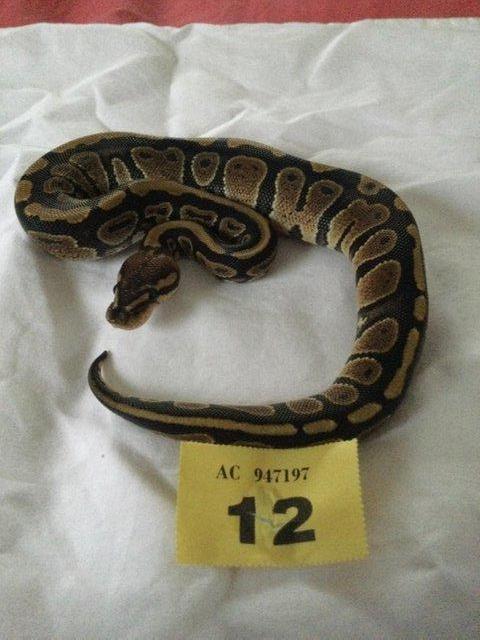 Preview of the first image of Cinnamon mojave pos fire 100% het ghost baby ball python.