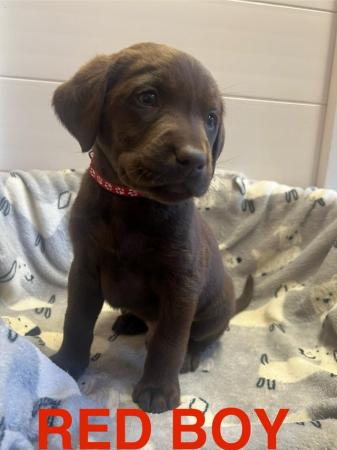 Image 9 of READY SOON! KC Health Tested Chocolate Show Labrador Puppies