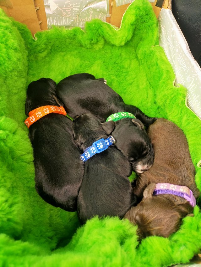 Preview of the first image of Cocker spaniel puppies all boys.