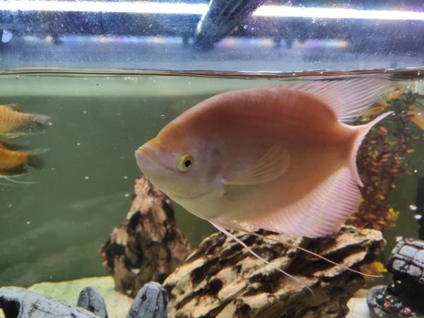 Image 5 of Giant Gourami Tropical Fish