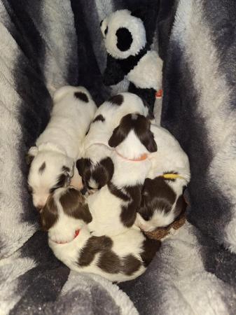 Image 7 of Champion line beautiful springer spaniels puppies