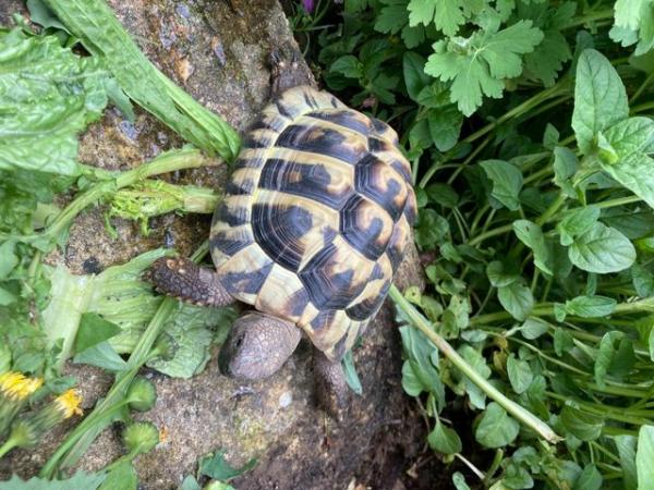 Image 5 of 4 year old male Hermanns tortoise