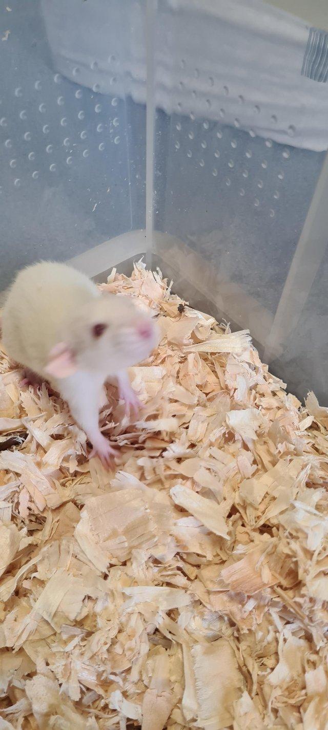 Preview of the first image of 6 to 8 week old rats available now.