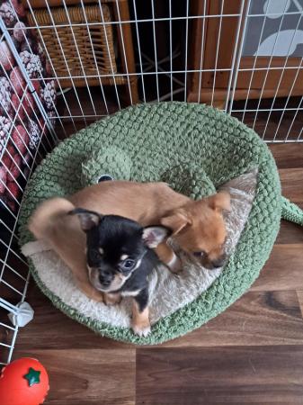 Image 2 of Two chihuahua pups 12 weeks old Manchester
