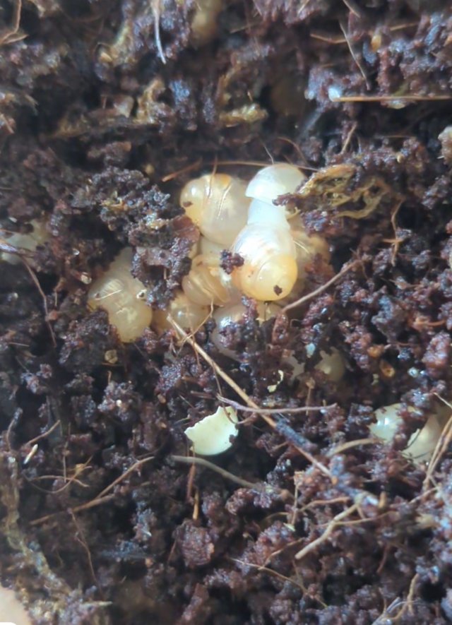Baby African land snails 1.50 — photo 4 of 4