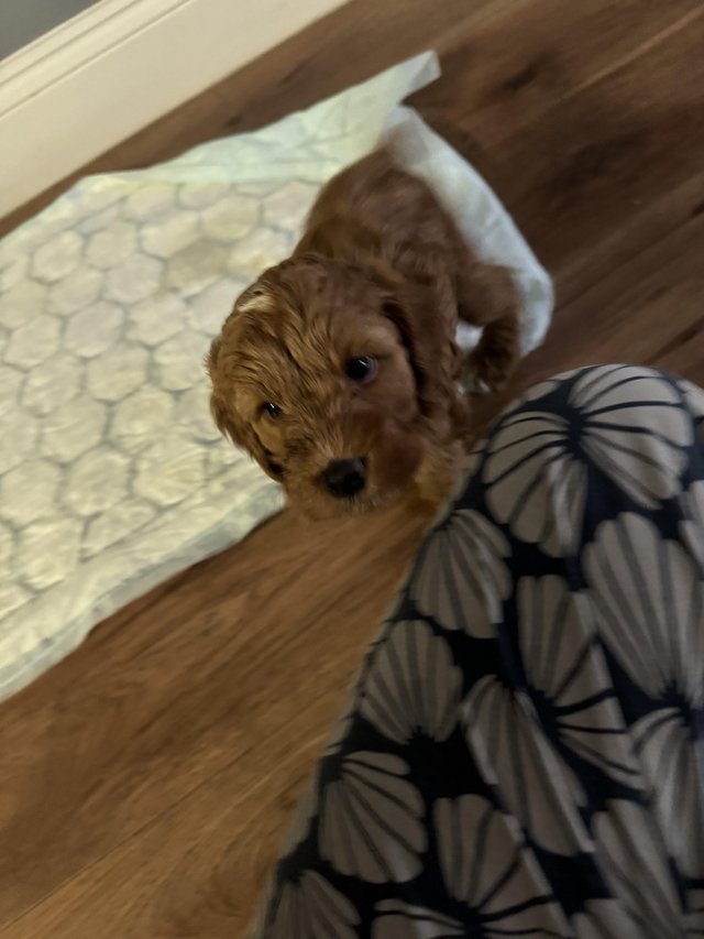 Preview of the first image of 1x male cockapoo puppie ready 7th may.