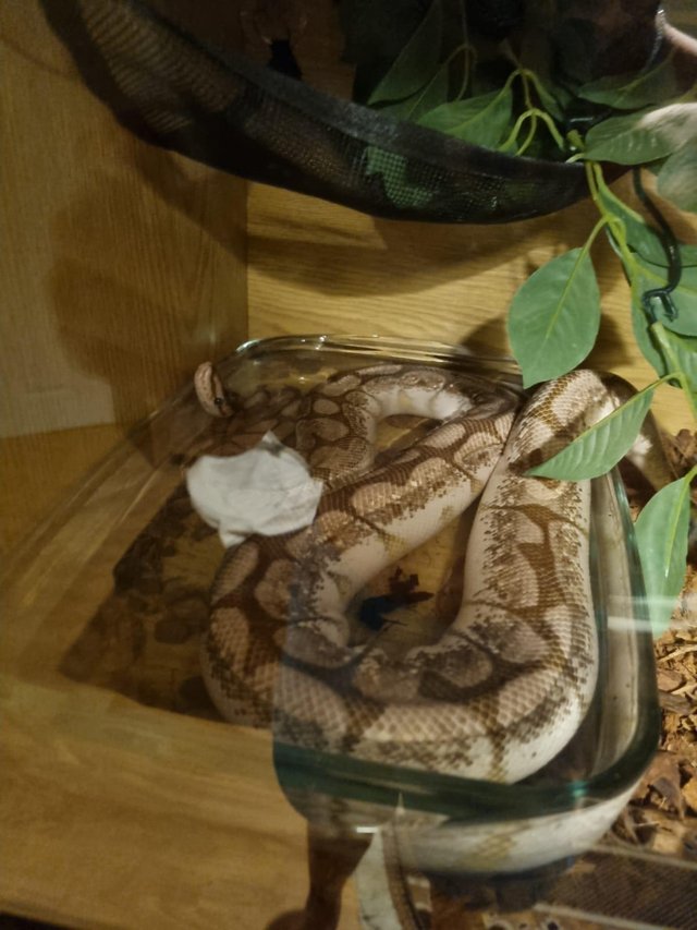 Preview of the first image of Adult Bumblebee Royal Python (NO ENCLOSURE INCLUDED).