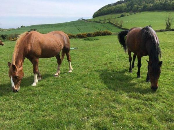 Image 1 of Pair of 15.1 - 15.3hh companions for rehoming together