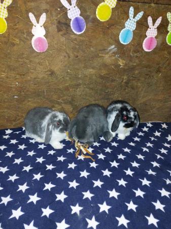 Image 2 of ALL SOLD Beautiful mini lop babies for sale