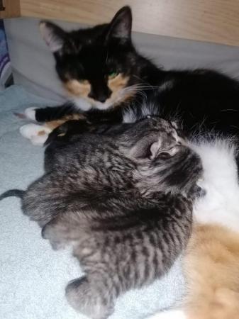 Image 6 of ReDy now 3 lovely tabby kittens 2 boys and 1 girl