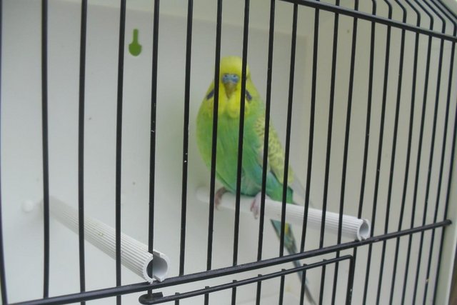 Image 7 of Exhibition Type Budgies Adult Males