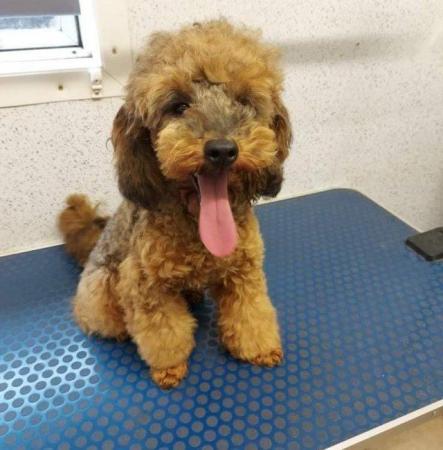 Image 1 of Red sable toy poodle for stud