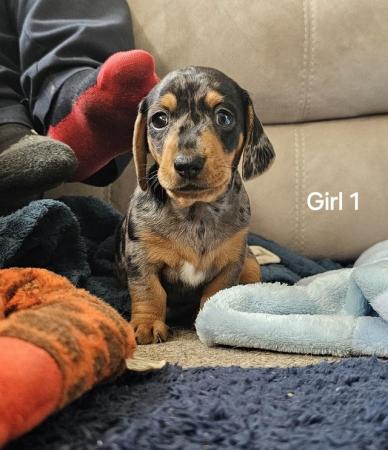 Image 2 of Stunning miniature dachshund dapple girls available