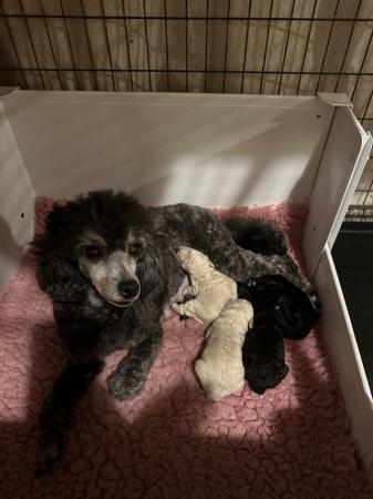 Image 3 of KC TOY POODLE PUPS, PRA CLEAR, LAST TWO, FULL VACS
