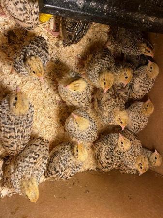 Image 6 of MIXED OF TEXAS A&M AND JUMBO JAPANESE QUAIL HATCHING EGGS