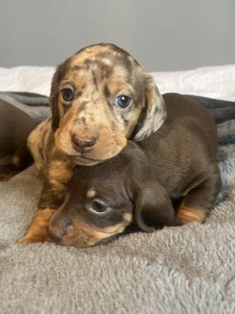 Image 8 of Outstanding miniature dachshund puppies