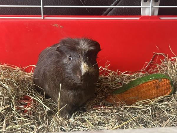 Image 2 of 2 male Guinea pigs with cage