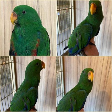 Image 4 of Red Sided Eclectus - Hand Reared Baby