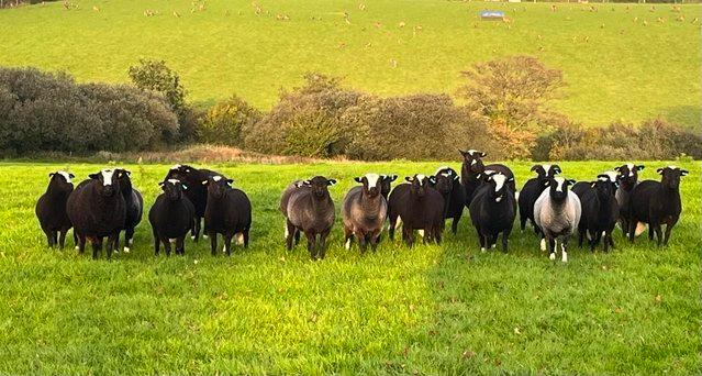 Image 2 of Balwen Ewe Lambs for sale. born 2023