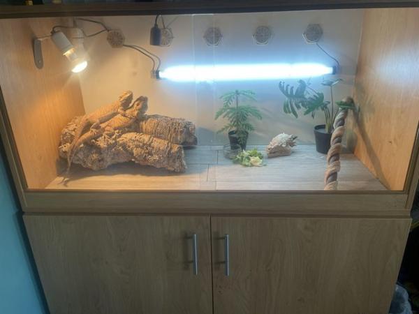 Image 2 of Breeding pair of bearded dragons with setup