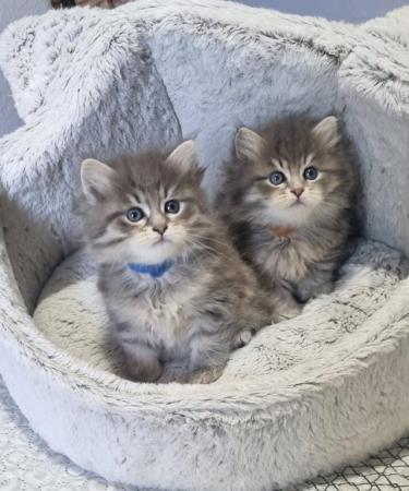 Image 3 of Pure/Pedigree  Siberian kittens  available