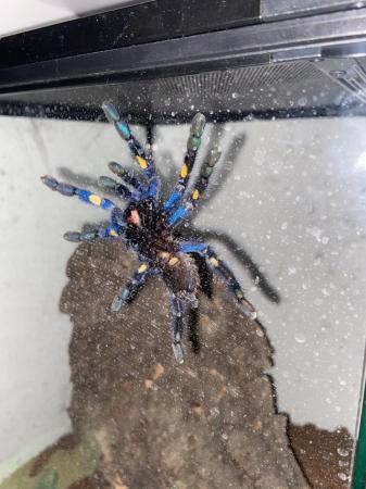 Image 2 of Unsexed Sapphire gooty Poecilotheria metallica with tank