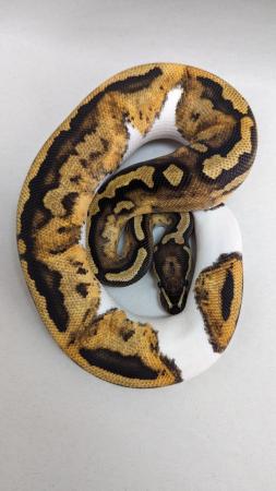 Image 4 of Cb23 orangedream pied royal python