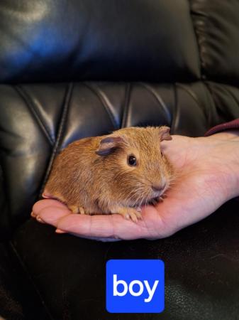 Image 13 of Baby guinea pigs for sale