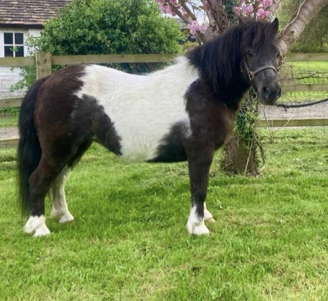 Preview of the first image of Registered Shetland mare.