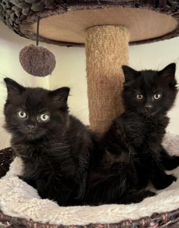 Image 1 of British shorthair X kittens, 2 girls left. Ready now!