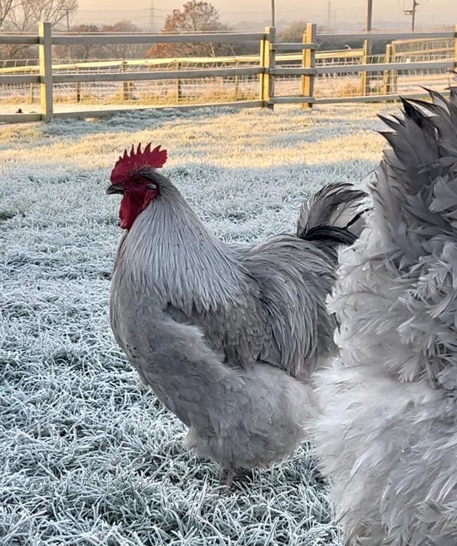 Preview of the first image of Lavender Orpington Cockerel.