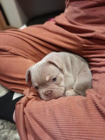 Image 5 of French Bulldog pups ready now!