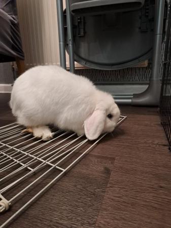 Image 3 of White mini lop male 15month old