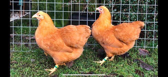 Image 21 of *POULTRY FOR SALE,EGGS,CHICKS,GROWERS,POL PULLETS*