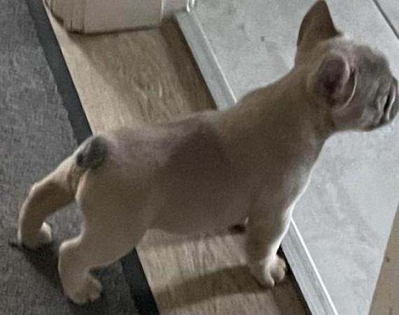 Image 9 of QUALITY TRUE TO TYPE FRENCH BULLDOG PUPPIES