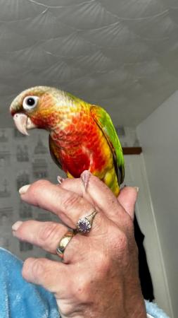 Image 9 of Handreared baby conures Various different mutations avaiable