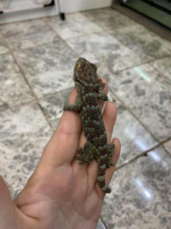 Image 4 of Captive Bred Tokay Gecko ..........