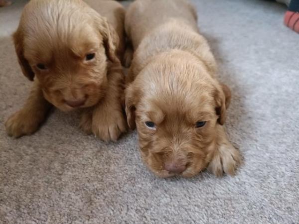 Image 5 of KC registered Working Cocker Spaniel Puppies