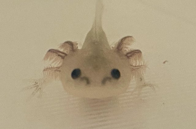 Image 4 of Axolotl Babies - 4 months old, Various Morphs