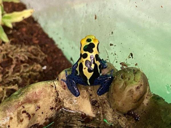 Image 3 of Dendrobates Tinctorius Nominat Dart Frog