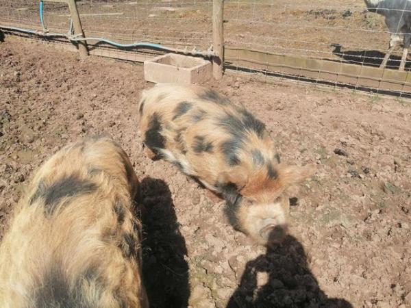 Image 4 of Kune kune boars for sale ready now